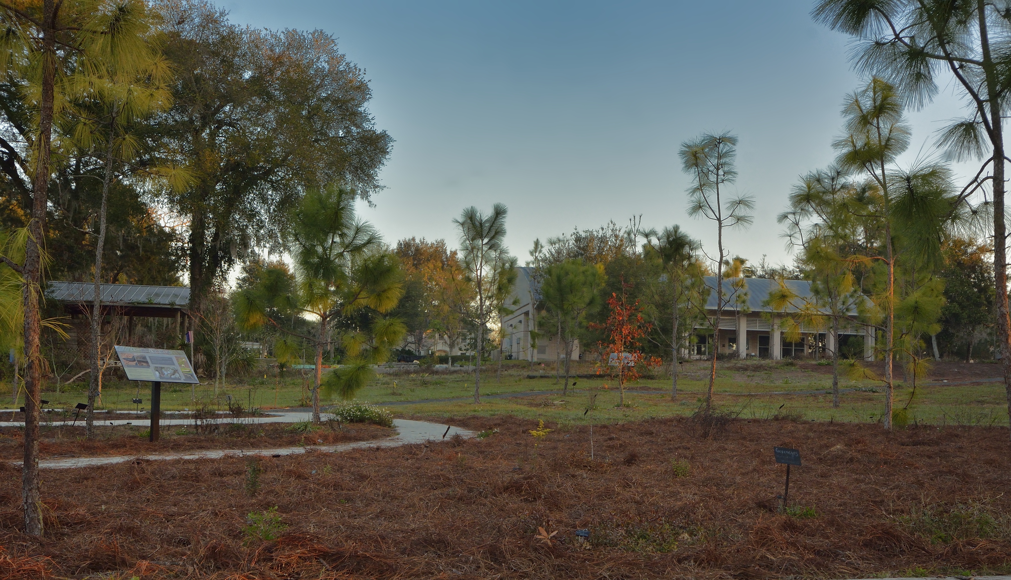 Volusia Sandhill Ecosystem